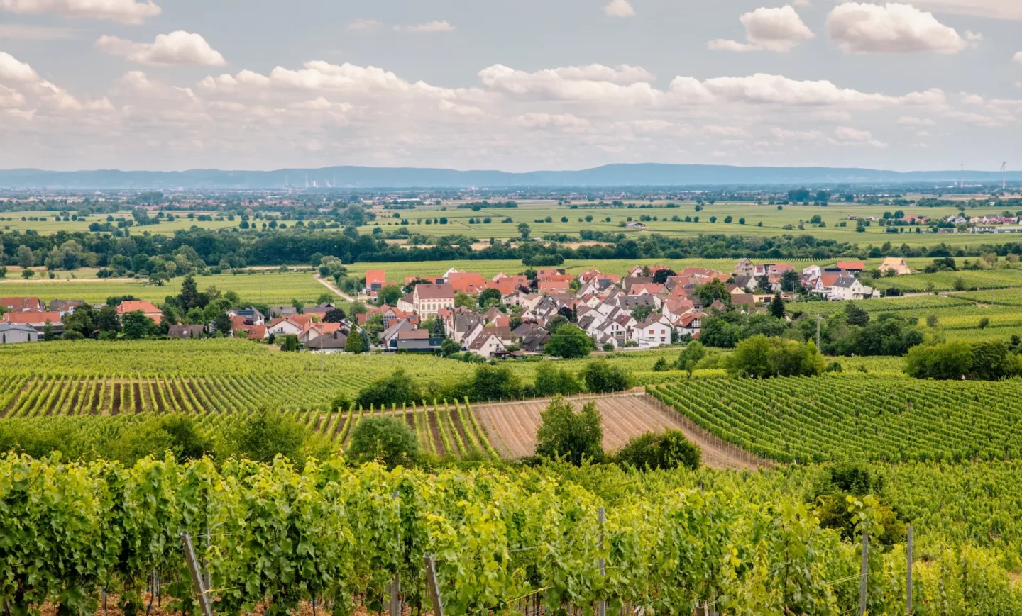 Deidesheim an der Weinstraße zwischen Reben an der Weinstraße
