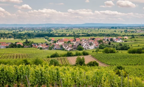 Deidesheim an der Weinstraße zwischen Reben an der Weinstraße
